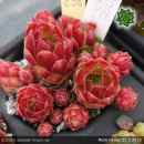 Sempervivum 'More Honey'