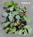 Hosta Paket 6
