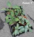Hosta Paket 7
