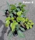 Hosta Paket 8