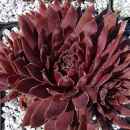 aufgenommen am 7.6.2007