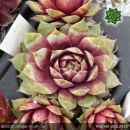 Sempervivum 'Yolanda'
